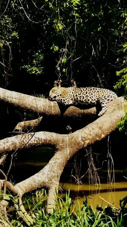 睡在树上的美洲豹