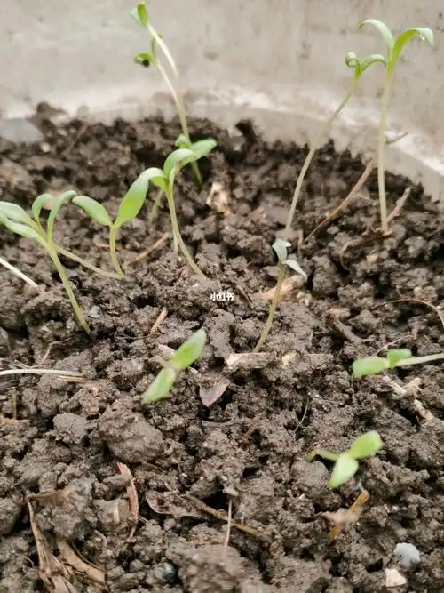 图一:3月份种的白晶菊种子到现在发芽成长(共计20天,等待开花中94)