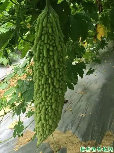 俏绿珍珠苦瓜品种好不好