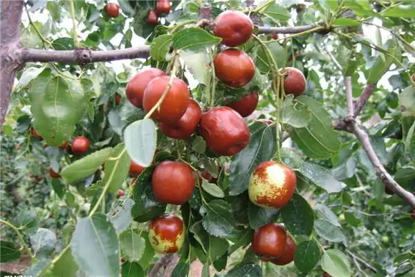 猪腰枣树苗二公分苗病害治理