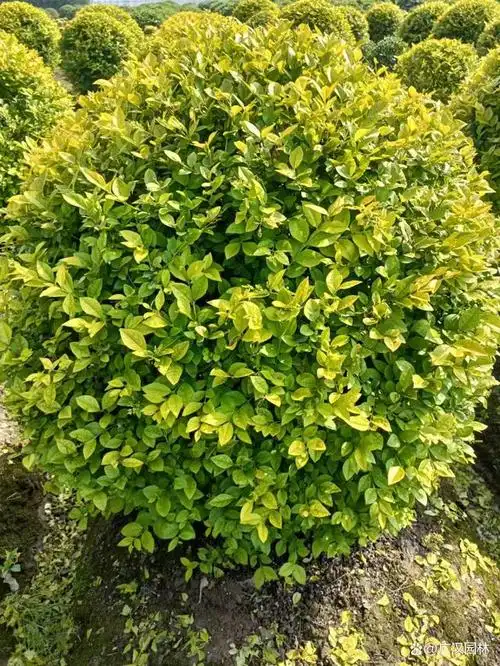 金叶女贞球从高度上来看的话,没有乔木那么高的高度,那么它就是属于