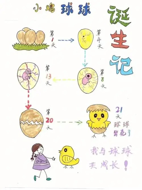 带孩子一起孵化小鸡见证神奇的生命