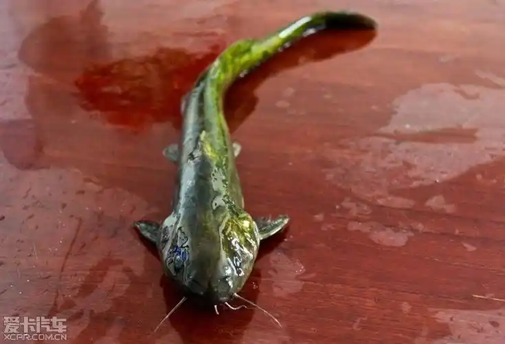 中间最大的是虫虫鱼.