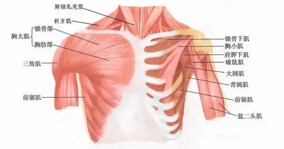 拇指食指发麻?小心锁骨下肌紧张!