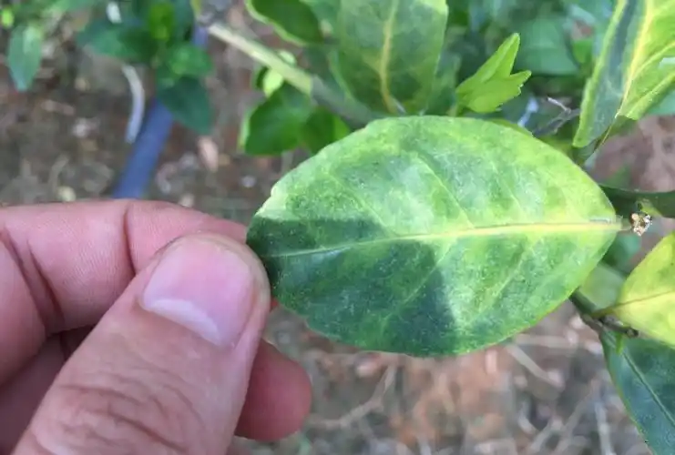 原创:实地拍摄15张经典柑橘黄龙病高清图片,免费分享