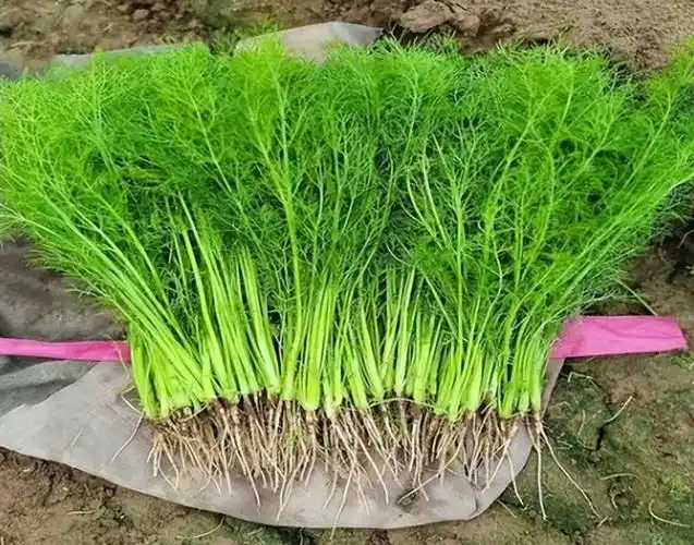 大茴香是八角吗,大茴是八角吗(地位"尴尬"的茴香)_犇涌向乾