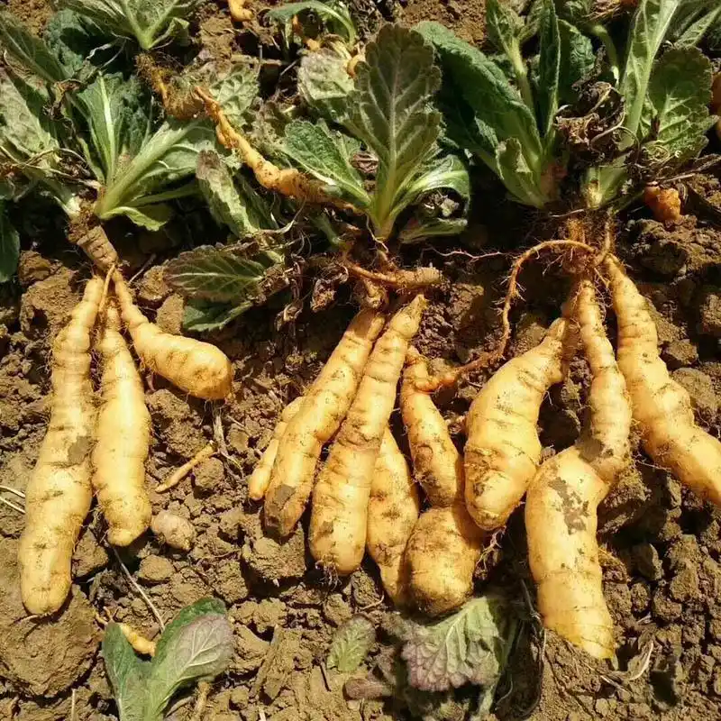 生地芽生地苗价格