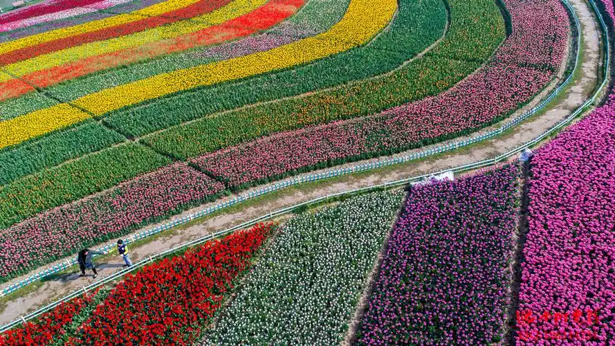 大丰荷兰花海鸟瞰(18p)