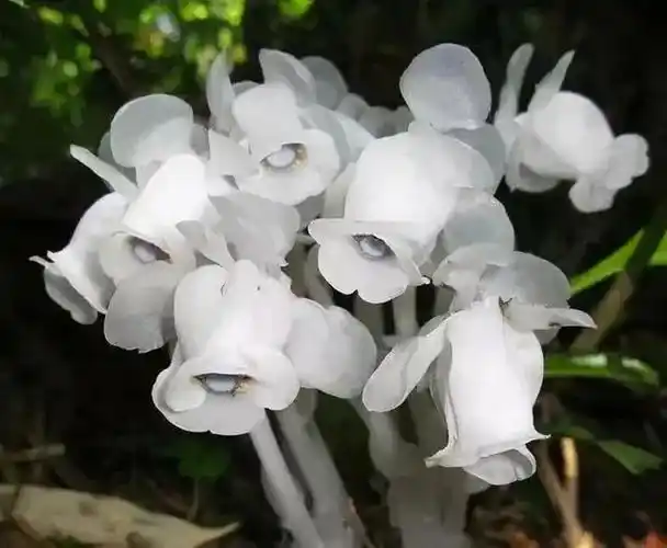 十大地狱恶魔之花(象征黑暗的地狱十种恶魔之花)