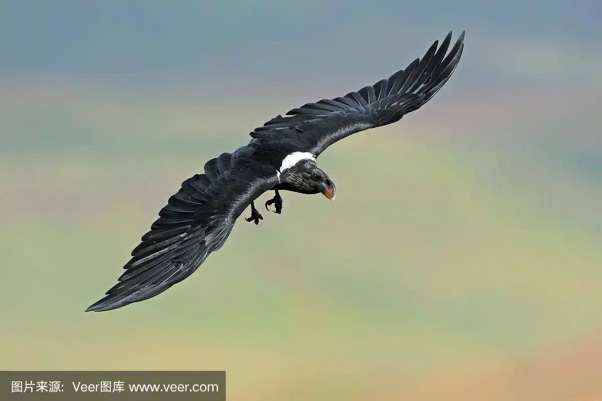 飞行中的白颈乌鸦