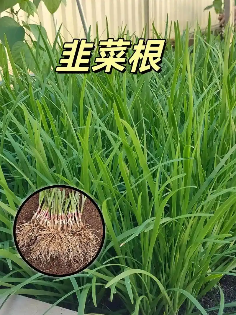 随吃随割的韭菜根,种一次吃好多年,味道好而且好种植#韭菜根 - 抖音