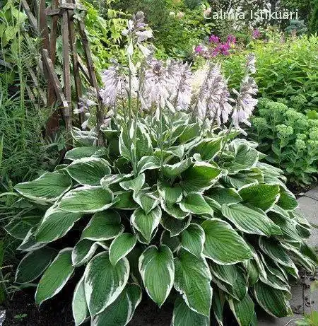 基地直销法兰西玉簪 金边玉簪 花叶玉簪苗 玉簪植物 工程批发康昱园林