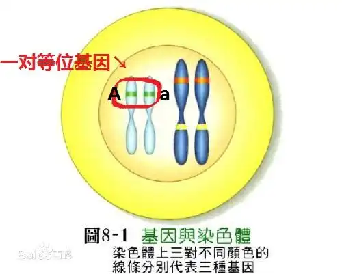 什么叫 等位基因?