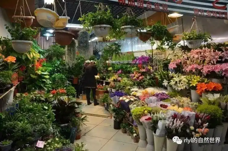 放假随便逛全国花鸟市场地址己更新快收藏