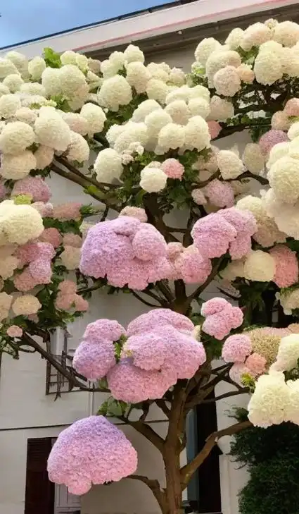 庭院里一棵盛开圆锥绣球树开满五彩缤纷绣花.#图文伙伴计划 # - 抖音