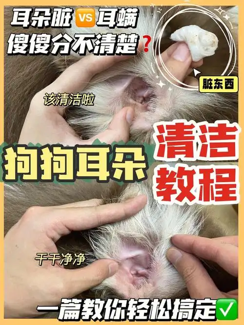 狗狗耳螨治疗怎么弄?今天我整理了关于狗狗耳部问题的知识点.