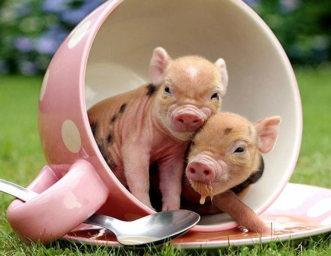 小香猪是一种特别聪明的宠物,和狗狗智商不分上下