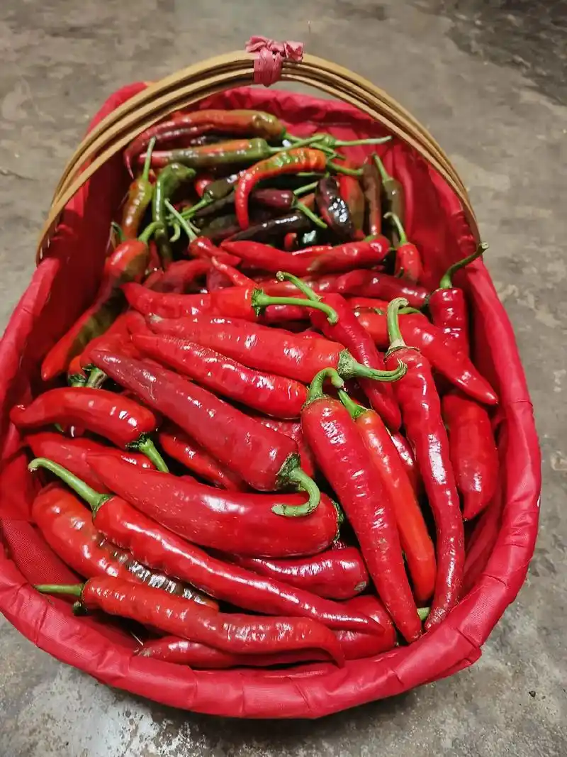 明天贾姑娘开始摆摊咯!明天有红辣椒,青辣椒,南瓜尖尖儿,空心菜