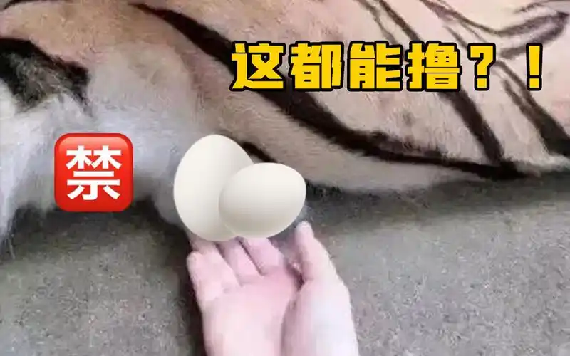 冒着生命危险我撸了老虎蛋蛋