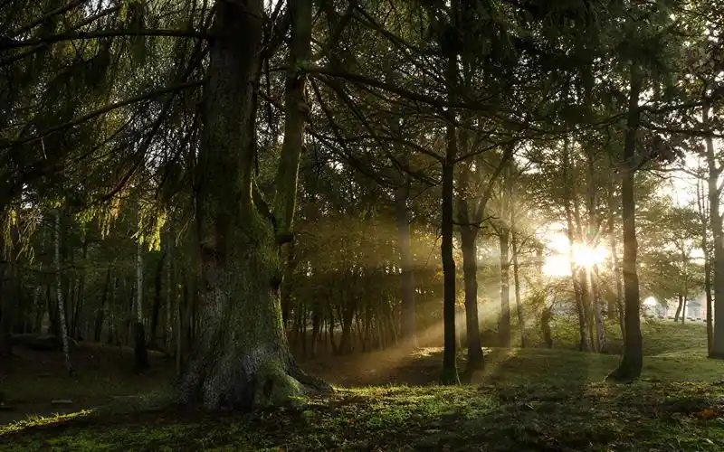 森林,光射线,树,树干,大自然壁纸,照片,下载