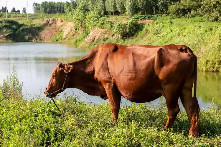 牛图片_牛图片大全_全景图片网