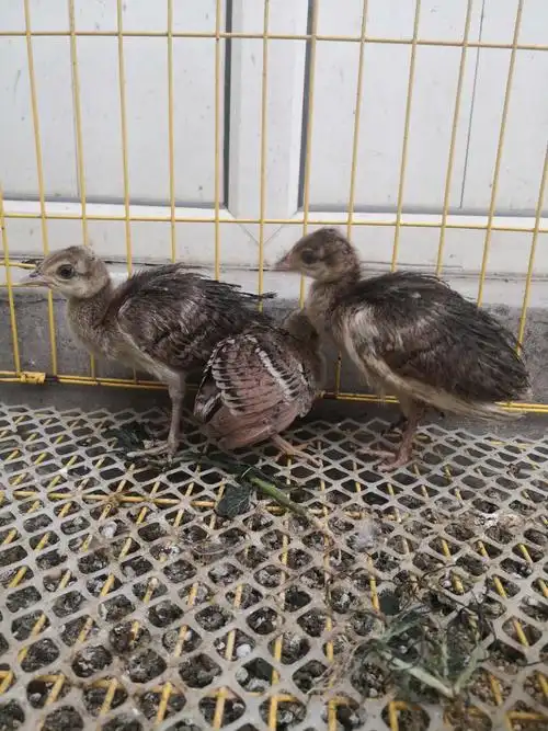 一个月孔雀苗图片