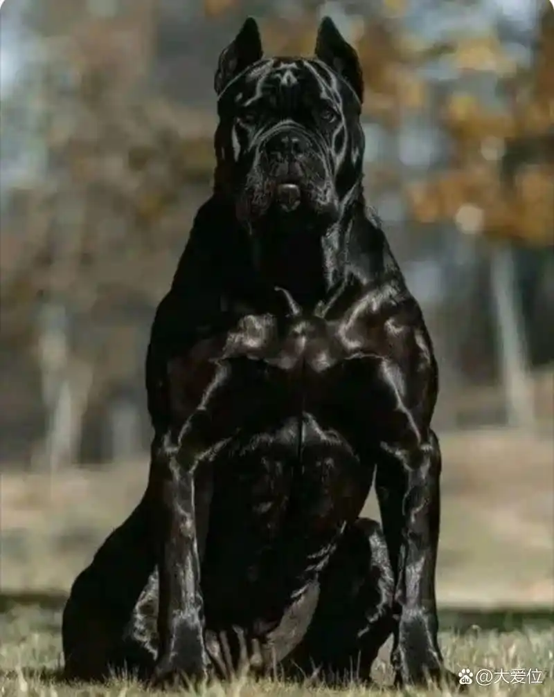 太阳刚升起,一只纯黑的狼狗坐式雄壮,庄严.