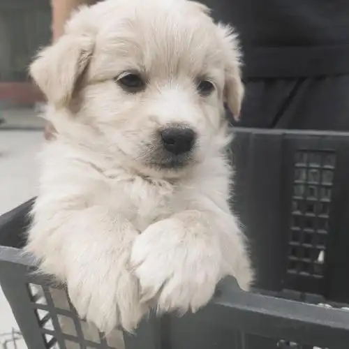 荣郁 宠物狗中华田园犬家养土狗幼犬金毛比熊混血大黄狗纯黑四眼狗