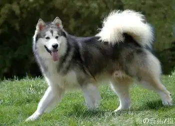 超帅巨型阿拉斯加犬,多窝可选 带血统证书