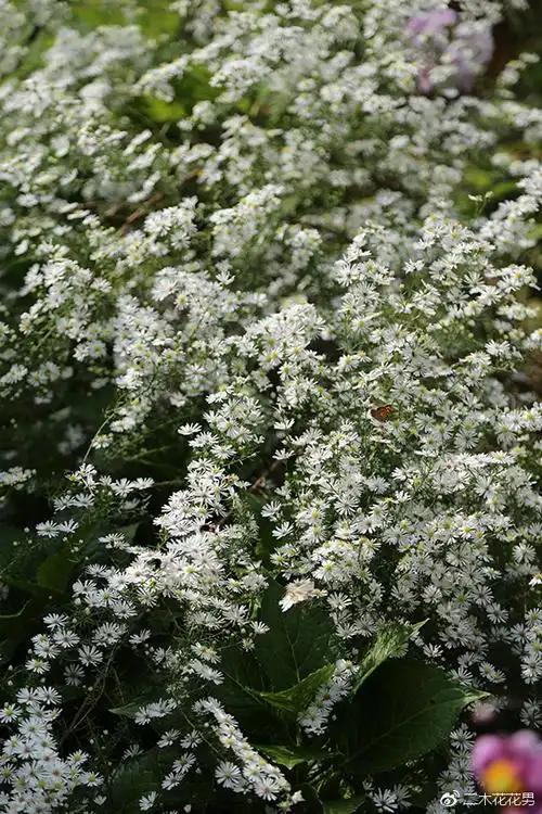 花朵即将凋谢的季节