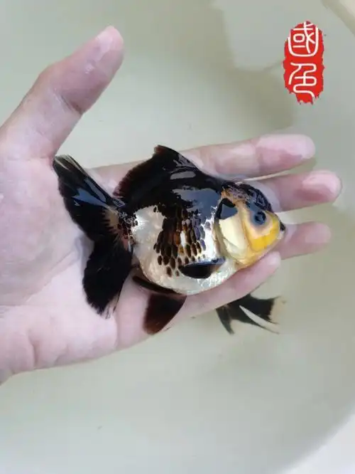 玛丽金鱼双生黑白07