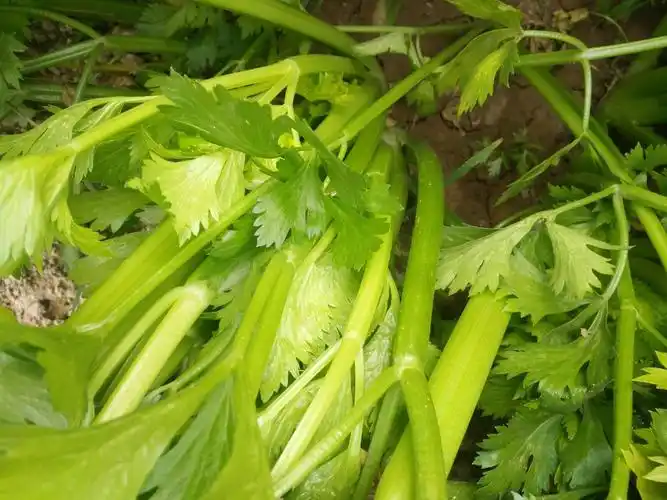 芹菜西芹大量上市供应了