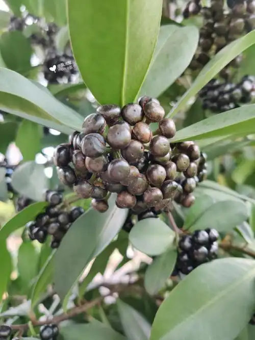 这是啥果子能吃吗