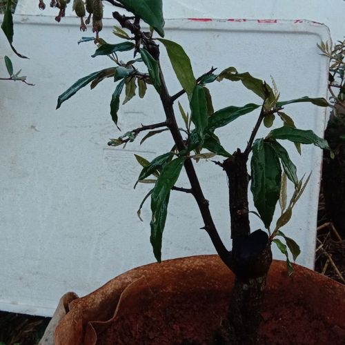 精品羊奶果大果室内外盆栽三年熟桩带果带土球按图发