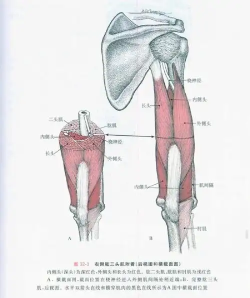 47肱三头肌的基础解剖