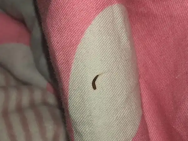 请问最近在家中沙发被子等处发现这种小虫子是什么虫啊!