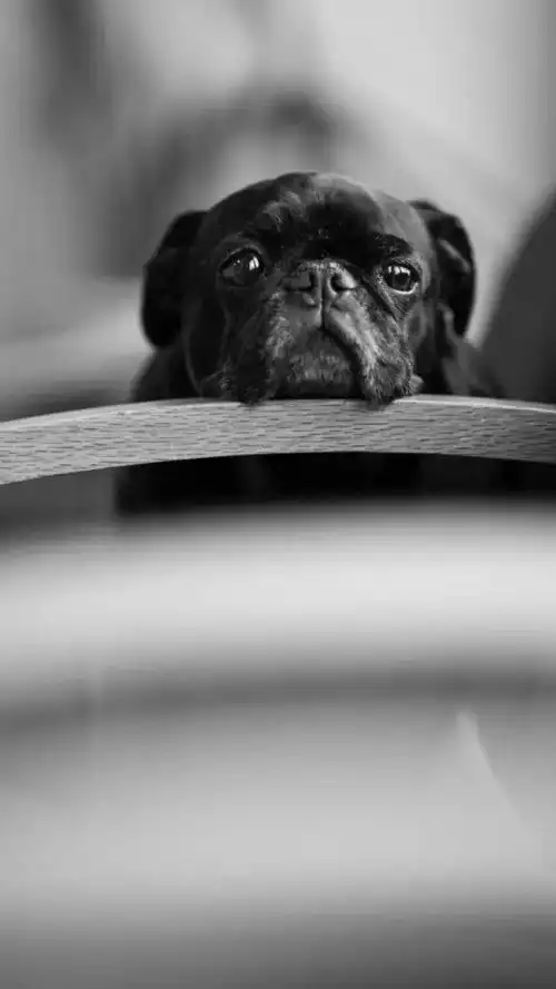 黑白灰手机壁纸,希望你喜欢