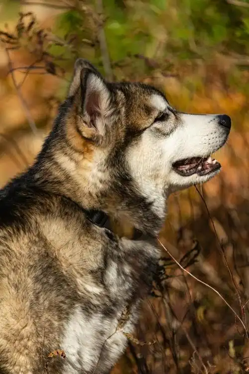 阿拉斯加犬的魅力与挑战:你真的准备好迎接这个巨型伴侣吗?