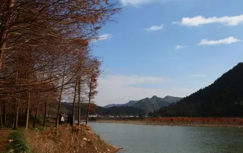 〈走进临海小芝镇溪下村红衫林〉远远地看见青山绿水间一抹亮红,一颗