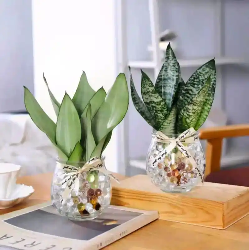 白玉虎皮兰水培植物盆栽室内好养绿植花卉客厅办公室吸甲醛虎尾兰