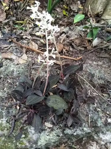 主营:野生灵芝,蜜蜂糖,蚊子蜂蜜糖,牛大力,铁皮石斛,金线莲,金不换,海