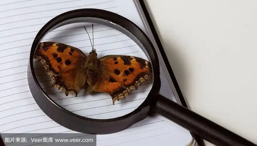 白底上的蝴蝶在放大镜下