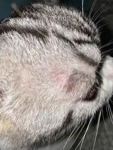 求助猫咪眼睛上面突然红红的是猫癣嘛