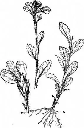 蒿草简笔画曲州老师