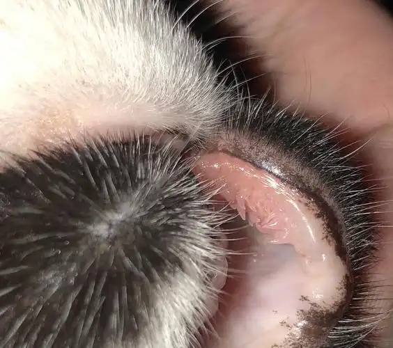 求助加菲猫猫嘴唇上有倒刺!