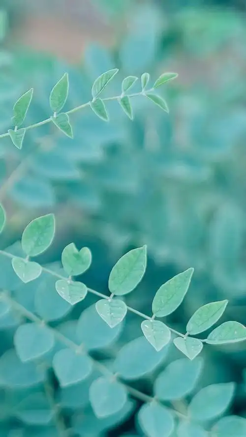 绿色小清新唯美小花朵,高清图片,手机锁屏桌面-壁纸族