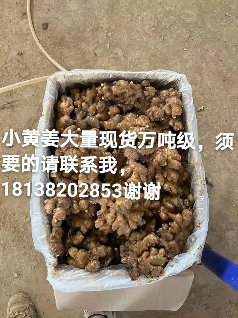 长期供应万吨级云南小黄姜,二黄姜,本地姜.长期供应万吨级云南 - 抖音