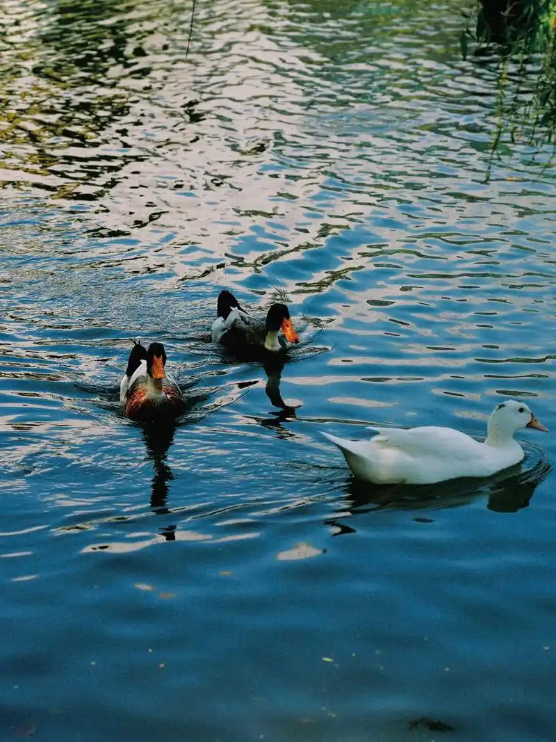 春天是个适合拍鹅