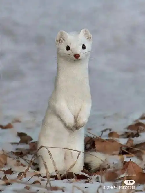 小雪貂可爱吗04