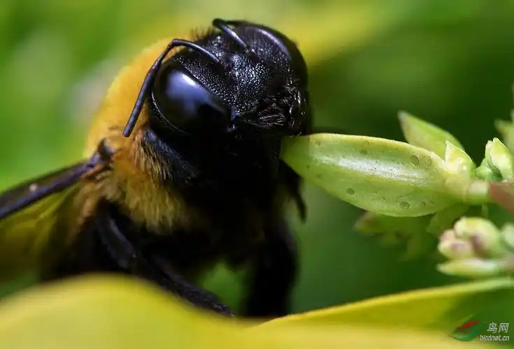 草叶下的黑头土蜂